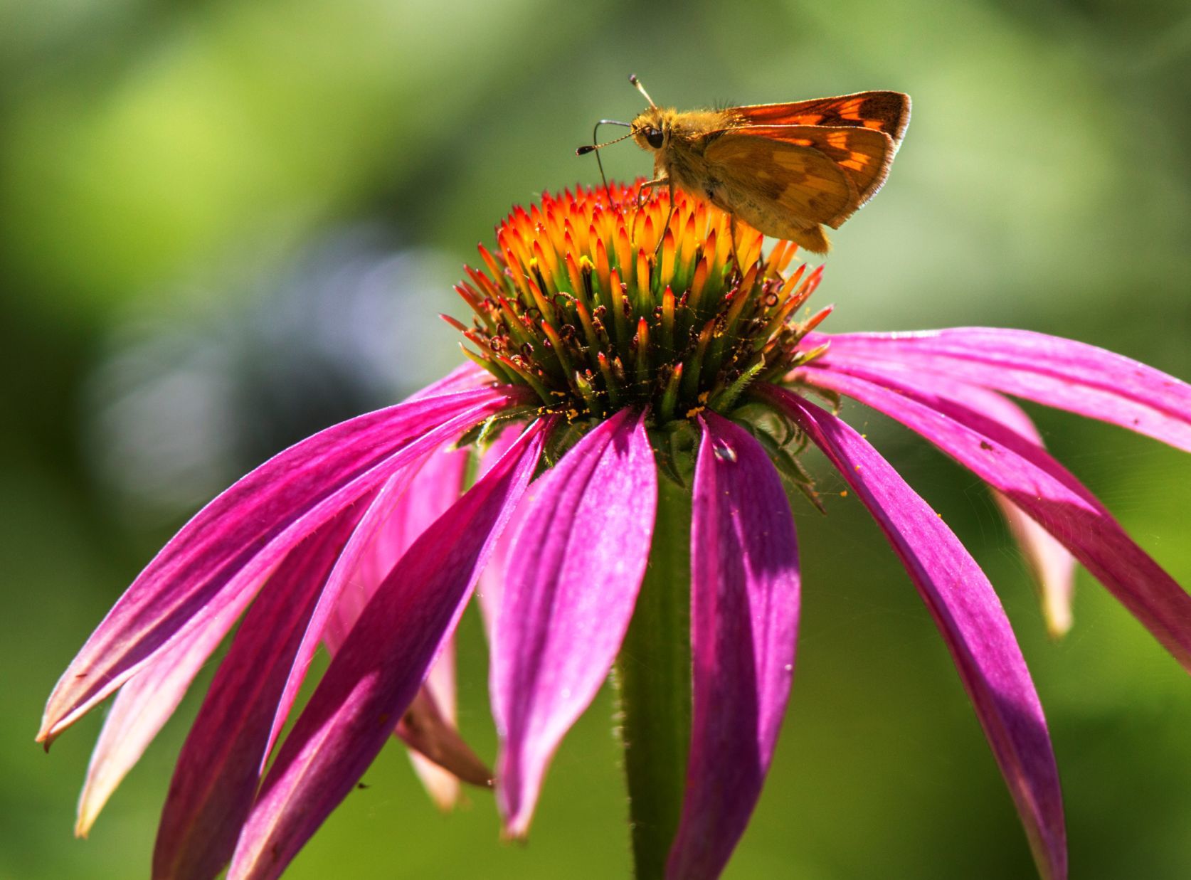 Woodland Skipper